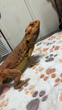 bearded dragon 1