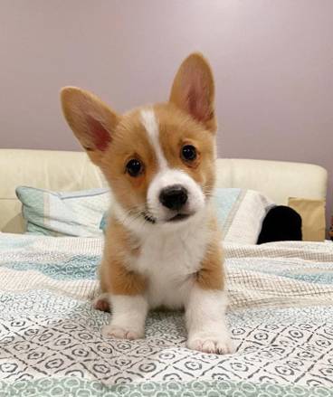 Needs HomeSweet Corgi 1