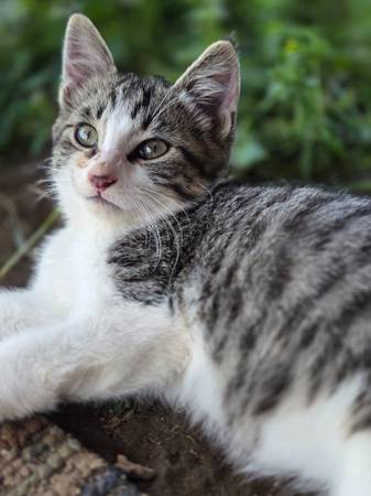 Kittens 1