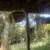 Plants 6 thumbnail