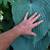 Hosta plant sale 9 thumbnail