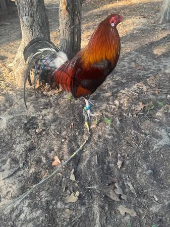 Gallo gamefowl 1