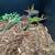 PVC tank and carpet python 2 thumbnail