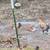 4 free young rooster (newport) 14 thumbnail