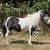 AMHR Miniature Mare in Foal 6 thumbnail