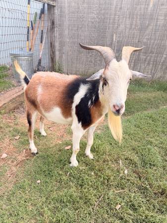 Goat 1