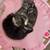 kitten for goodhomes， no rehoming fee 1 thumbnail