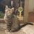 Tabby Kittens 3 thumbnail