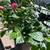 Garden table set , Live plants 10 thumbnail