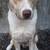 Yearling male Pitsky 4 thumbnail