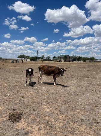 2 Mini longhorns 1