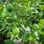 Mexican Lime Key Lime tree for sale Organic 11 thumbnail