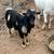 10 month polled Nigerian Dwarf Dapple Billy 2 thumbnail