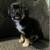 Chi pups 4 thumbnail