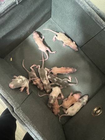 Rats 1