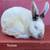 Rabbits 1 thumbnail