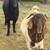 Boer Bucks 11 thumbnail