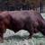 Beefmaster Bull 1 thumbnail
