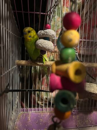 Parakeets (Sacramento)63920016879746121