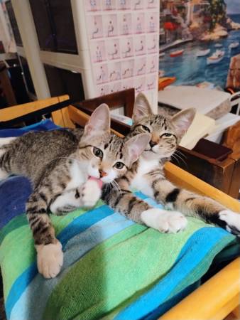 4mo old Kittens - 3 tabby, 1 tuxedo (Vista)63894603067522121