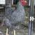 Roosters 2 thumbnail