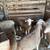Polypay ram lambs 2 thumbnail