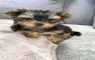 Yorkie puppy available 1