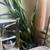House Plant 3 thumbnail