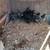 Moss egger pullets*cockerels *Roosters 2 thumbnail