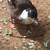 Call Ducklings 15 thumbnail
