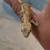Crested Geckos and gargoyle geckos 21 thumbnail