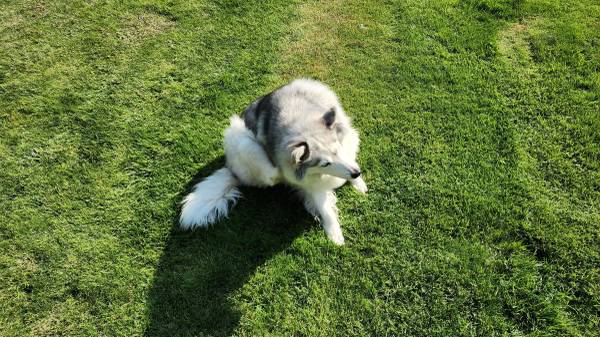 Your forever friend (Kennewick)63896661959683123