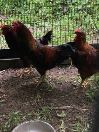 3 large roosters 1