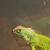 Iguana 4 thumbnail