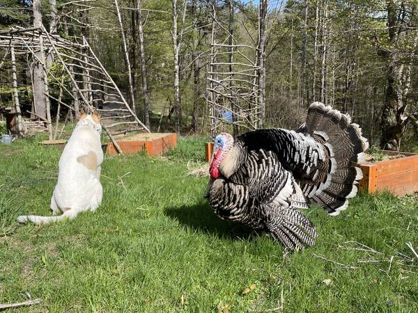 Pavo adulto (Narragansett) y gallina (Kentucky Red) necesitan nuevo hogar (Brattleboro)63373501899267129