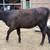 Heifers 3 thumbnail