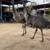 Emus for sale 1 thumbnail