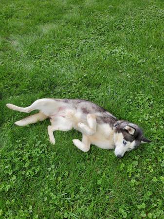 Gorgeous Siberian Husky (girl) Needs Forever Home63844233974913122