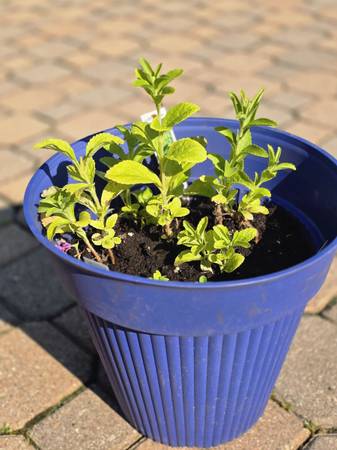 STEVIA REBAUDIANA PLANT 1