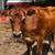 Purebred Jersey 4 thumbnail
