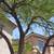 Gardening service, Palm Tree Service, Decorative rock, yard clean up 2 thumbnail