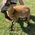 American Blackbelly Sheep - borregos 2 thumbnail