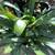 Clivia plants 2 thumbnail