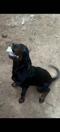 AKC Coonhounds (Birmingham)63314288244611121