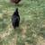Pullets 3 thumbnail