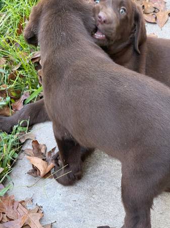Cachorros Labrador Retriever (Cleveland)63859316317569123