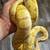 3 ball python 3 thumbnail