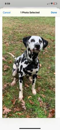 dalmatiano (Columbia)572530552671447042