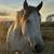 Mustang Gelding 2 thumbnail