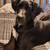 Female Dane/Mastiff 1 thumbnail